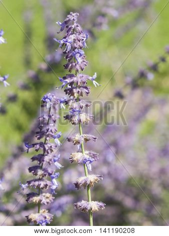 Russian Sage Perovskia atriplicifolia flowers close-up selective focus shallow DOF