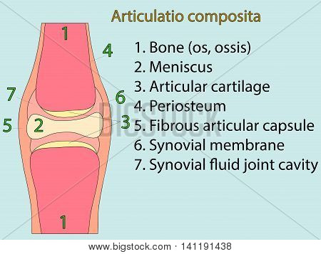 Complex joint vector. Medical poster illustration. Mobile connection of bones. Somatic system connection of bones. Anatomical atlas
