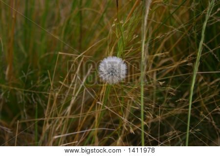 Dandilion
