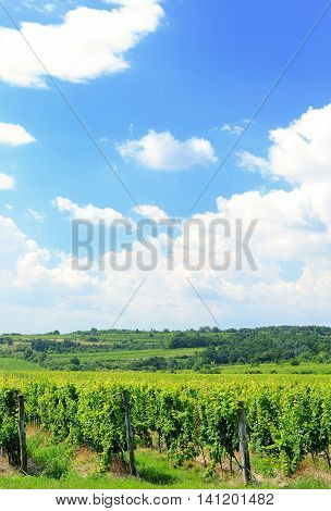 Sobes Moravian Vineyard