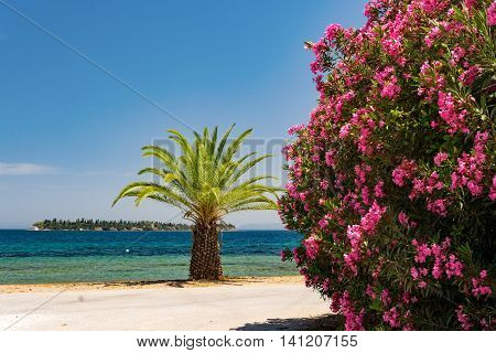 Palm tree, pink bush and an island in sunny Greece