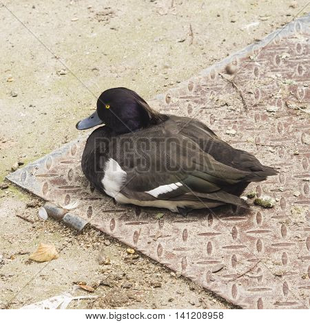 Male Tufted Duck Aythya fuligula sitting on metal plate close-up portrait selective focus shallow DOF