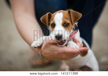 Cheerful puppy Jack Russell terrier playfully biting the fingers of its owner