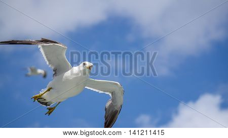 A seagull flying over the ocean on a quiet day.