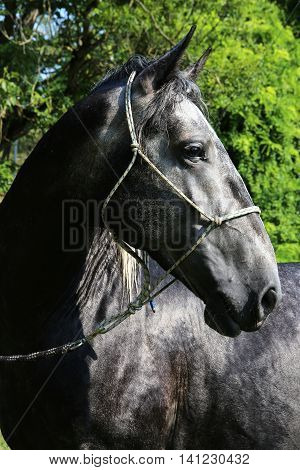 Head of an dark colored lipizzaner foal . Side view portrait of young dark lipizzaner foal