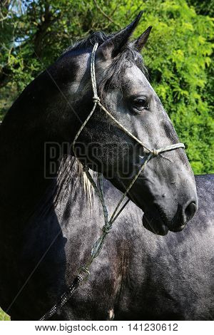 Head shot of an purebred dark grey lipzzaner stallion against green background summertime