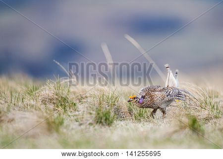 Sharp-tailed Grouse (tympanuchus Phasianellus)