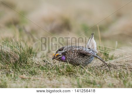 Sharp-tailed Grouse (tympanuchus Phasianellus)
