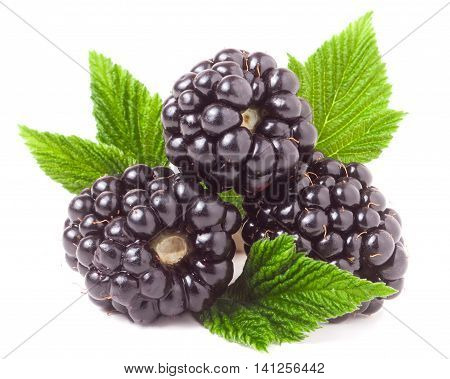 three blackberry with leaf isolated on a white background closeup.