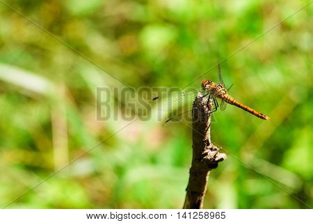 Big Yellow Dragonfly On A Dry Twig