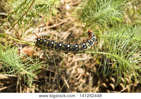 Colorful caterpillar Hyles euphorbiae in sunny day