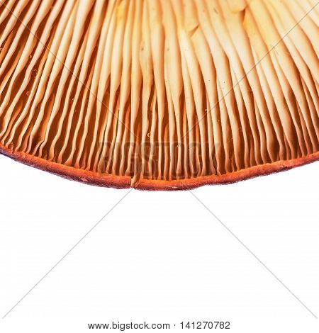 Hymenophore Of Agaric. Edible Mushroom Close-up View