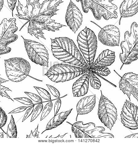 Seamless vector pattern with autumn leaves. Hand drawn detailed botanical background. Oak maple chestnut leaf drawing. Vintage fall seasonal decor.