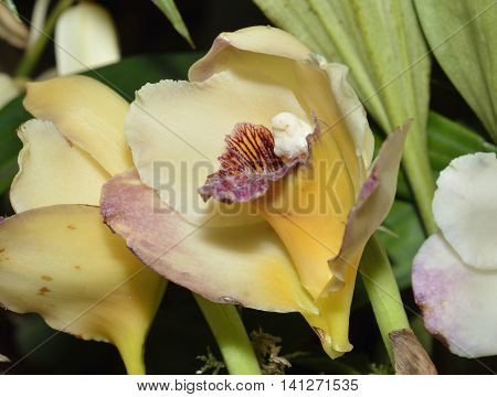 Harrison's Bifrenaria Orchid - Bifrenaria harrisoniae From coastal Brazilian