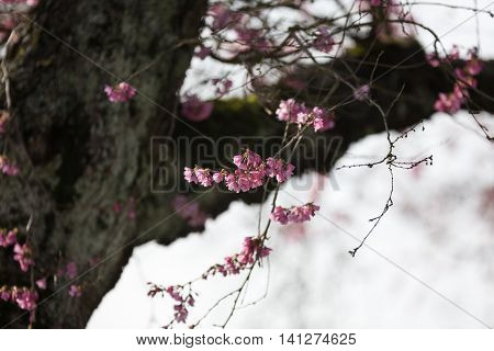 Blooming whitcomb cherry in spring close up