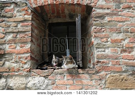 Cats in relaxation, in a typical Tuscan village