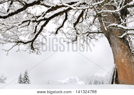 high tree covered by snow in monutains landscape