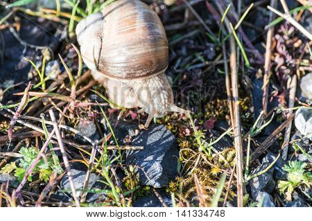 Nice Roman snail also called Swabian Auster