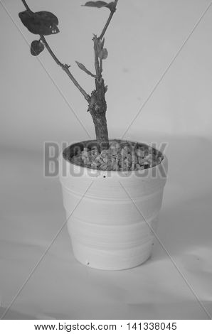 Young Seedlings Jasminum in a flowerpot, black and white tone