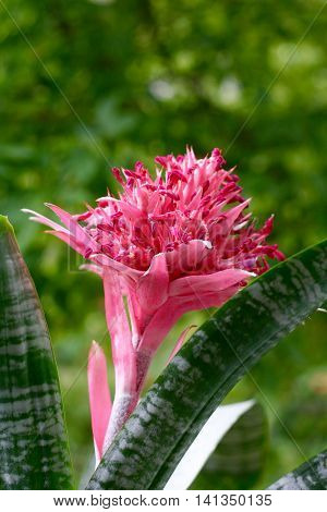 Pink blooming bromeliad in summer in closeup