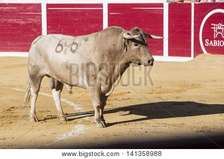 Sabiote Spain - August 23 2014: Capture of the figure of a brave bull in a bullfight Sabiote Spain