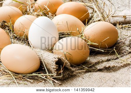 brown eggs and one white egg in the straw lie on sacking