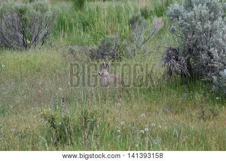 White-tailed Jackrabbit seen in high grass in Mammoth Hot Springs