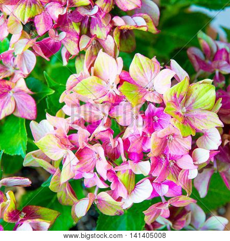 Pink and green Hydrangea flower (Hydrangea macrophylla)