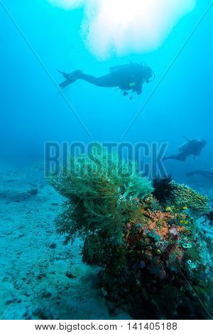 Group of divers going deep near coral reef Bali