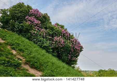 A beautiful bunch of lilac. Lilac Flowering. Lilac Bush Bloom. Carpathian Ukraine. about Old castle in Olesko.