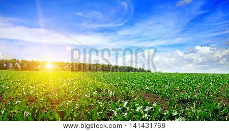green beet field and sun on blue sky