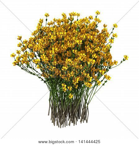 3D Rendering Genista Hispanica Flowers On White