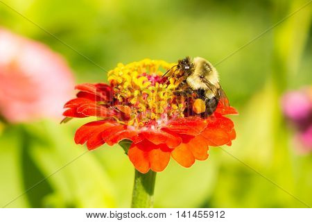 honey bee on red orange yellow flower left side dominate late summer with pollen sacs on legs 2