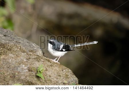 Slaty-backed Forktail , Beautiful Bird Perching On Stone As Background