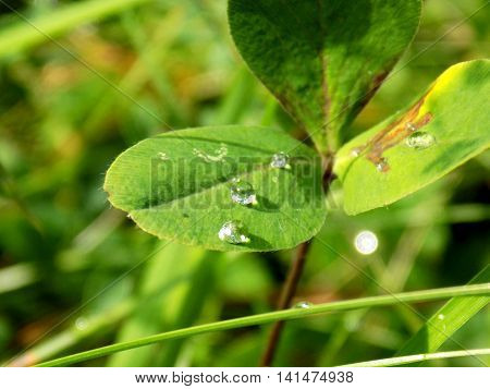 Rain drops on clover leaf on meadow