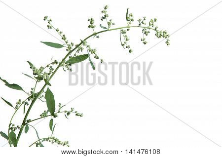 Orach plant isolated over white background, close up