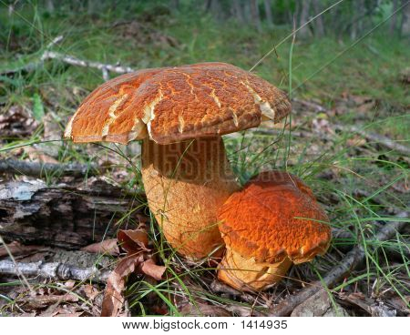 버섯 (Leccinium Extremiorientale)