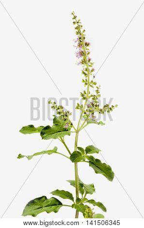 Sri Tulsi or Holy Basil (Ocimum tenuiflorum)