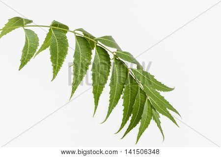 Neem twig with leaves on a white background