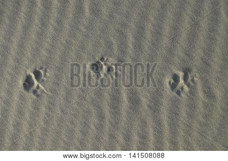The Tracks Of A Brushy-tailed Possum In Light Sand Along The Pacific Ocean In New Zealand.