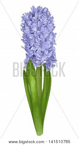 beautiful purple hyacinth isolated on white background.. Hand-drawn with effect of drawing in watercolor. Design element for decorating greeting cards and invitations to the wedding birthday