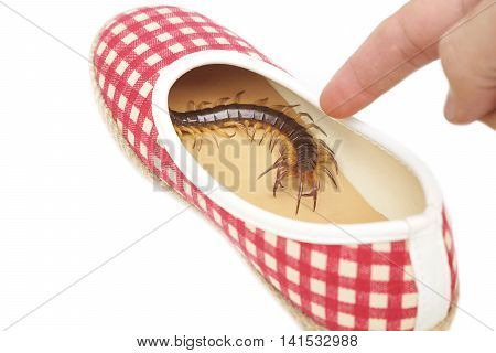 Centipede getting in a shoe / The danger of poisonous animal concept