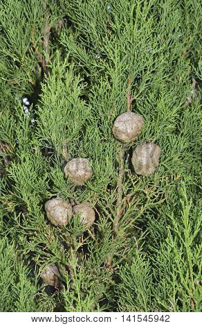 Mediterranean cypress - Cupressus sempervirens Old cones on tree