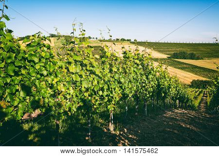 Vineyard hills in a vintage style in Marche Italy