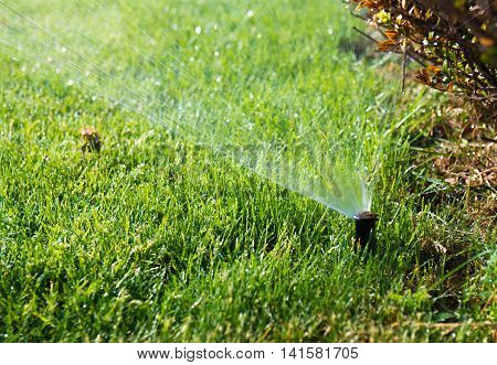Lawn water sprinkler spraying water over grass in garden