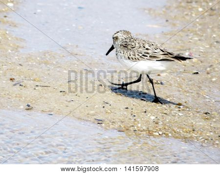 Dunlin on the South Bethany Beach USA May 8 2016