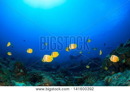 Tropical fish (butterflyfish) and coral reef and scuba diver