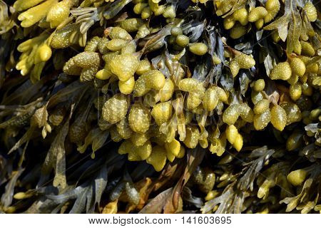 Seaweed known as Rockweed found attached to exposed rocks at low tide on Carleton Beach, Southshore, Nova Scotia, Canada