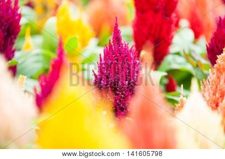 Garden of brilliantly colored celosia or woolfower in full bloom with standout pink in selective focus close up