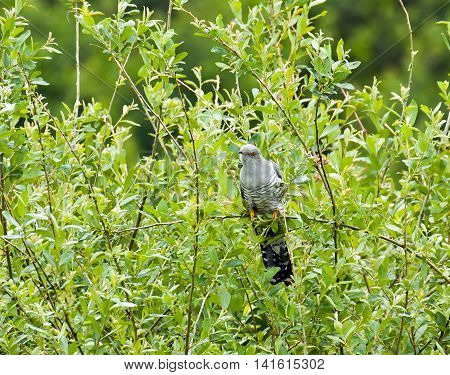 Migratory Bird Eurasian Cuckoo in Sussex countryside